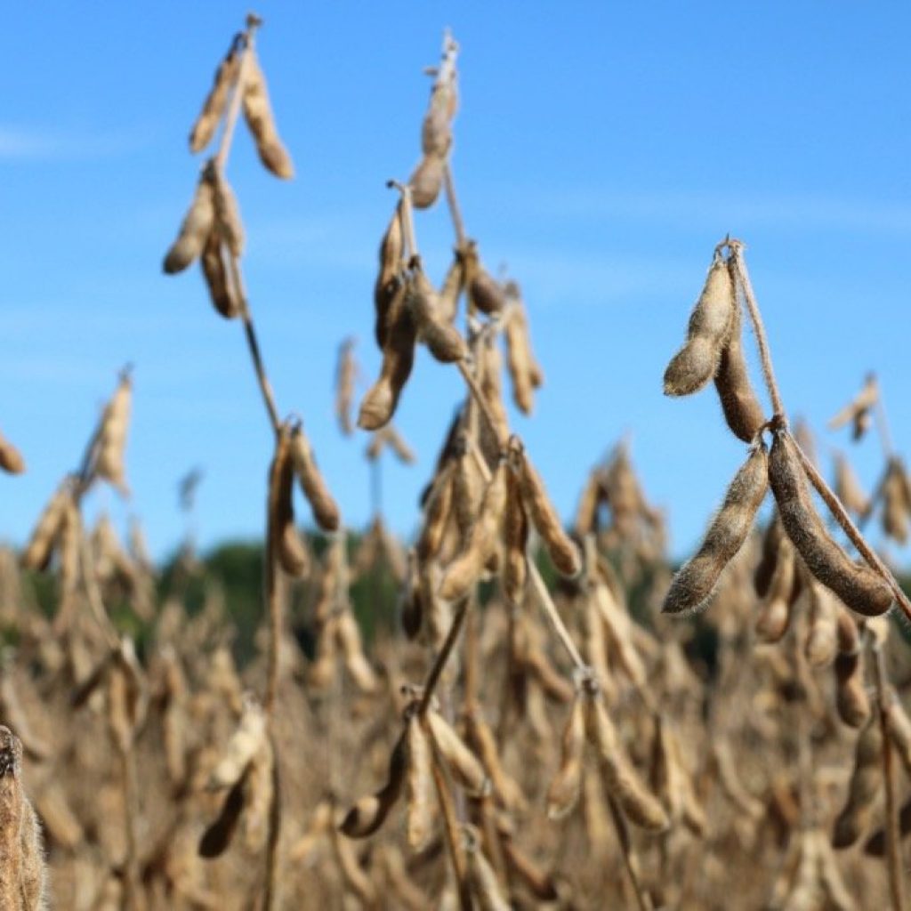 Investment aims to boost soybean processing