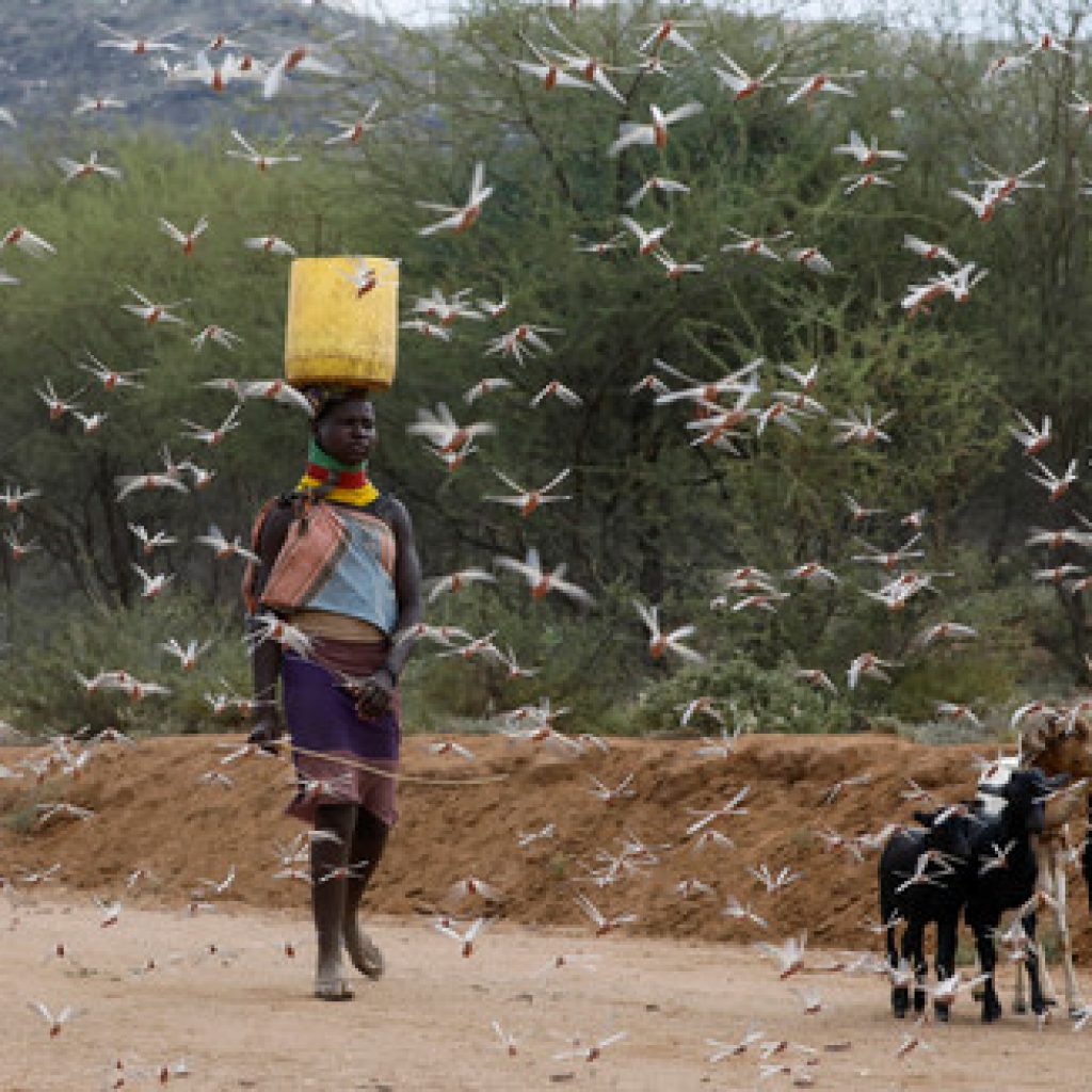 A woman from the Turkana tribe walks through a swarm of desert locusts at the village of Lorengippi near the town of Lodwar, Turkana county, Kenya, July 2, 2020. REUTERS/Baz Ratner - RC26LH92ENFM