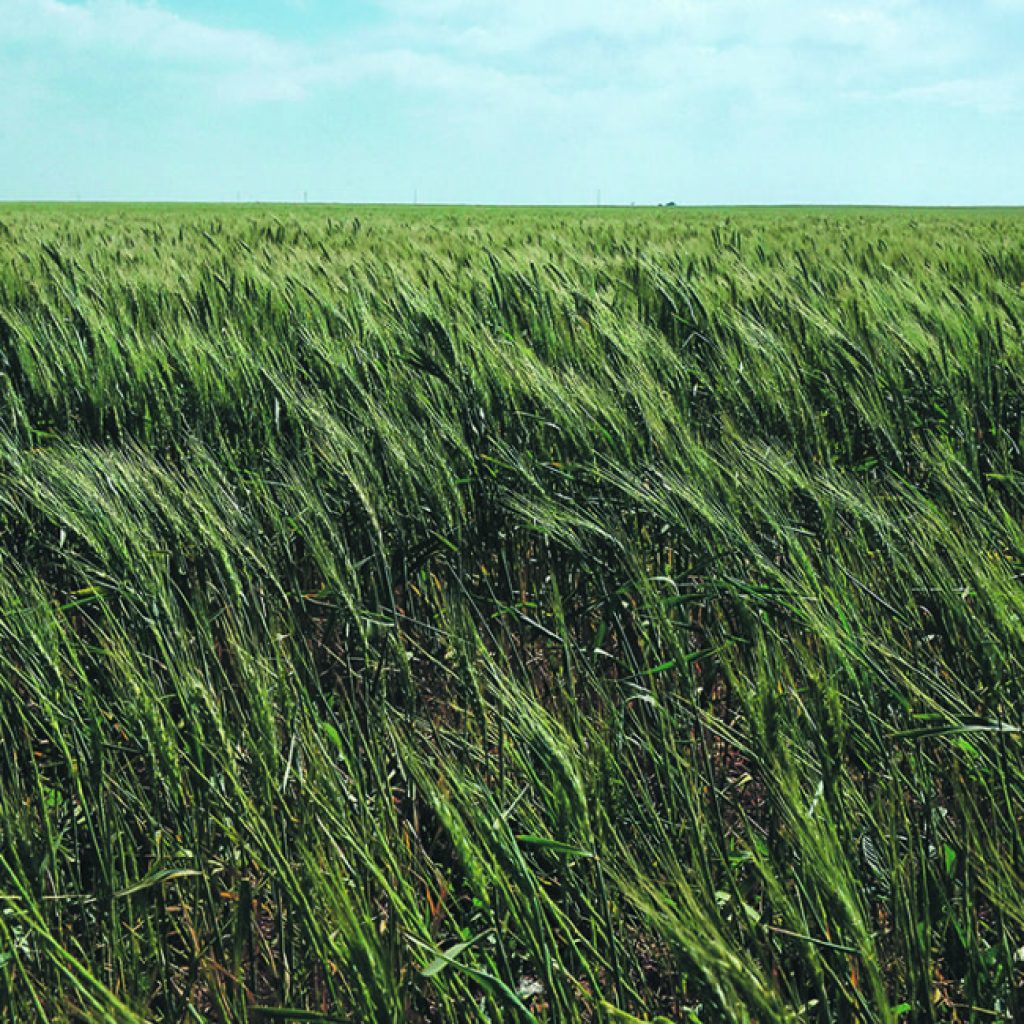 Moisture critical as winter wheat leaves dormancy