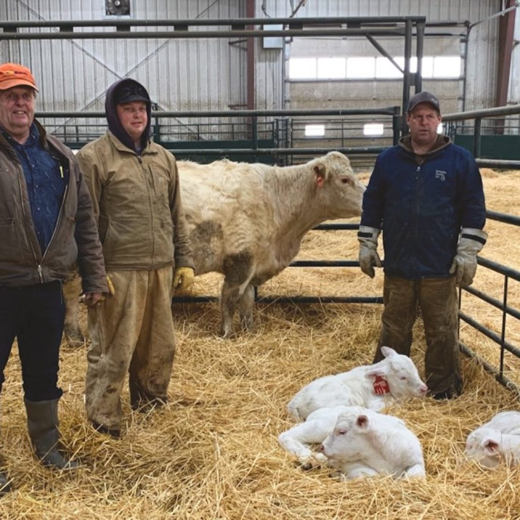 Oberle Farms sees two sets of Charolais triplets