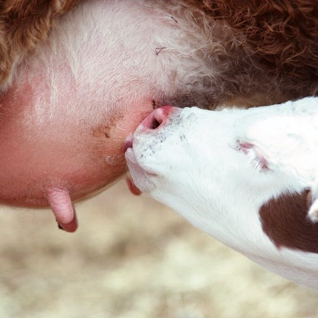 Post-partum rations: A checklist for cow-calf operators