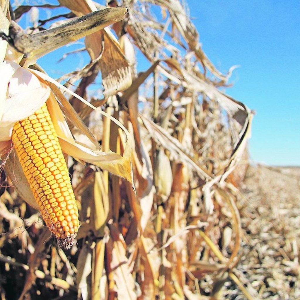 Study tracks four years of disease loss in corn