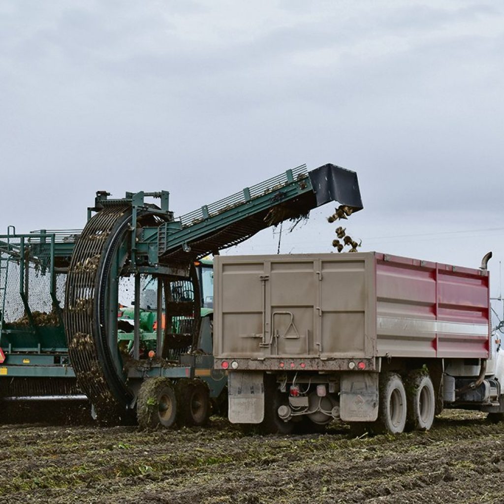 Top beet growers named in southern Alberta