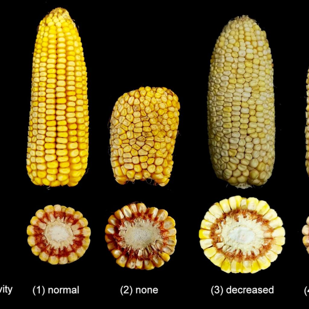 Tweaking corn kernels with CRISPR