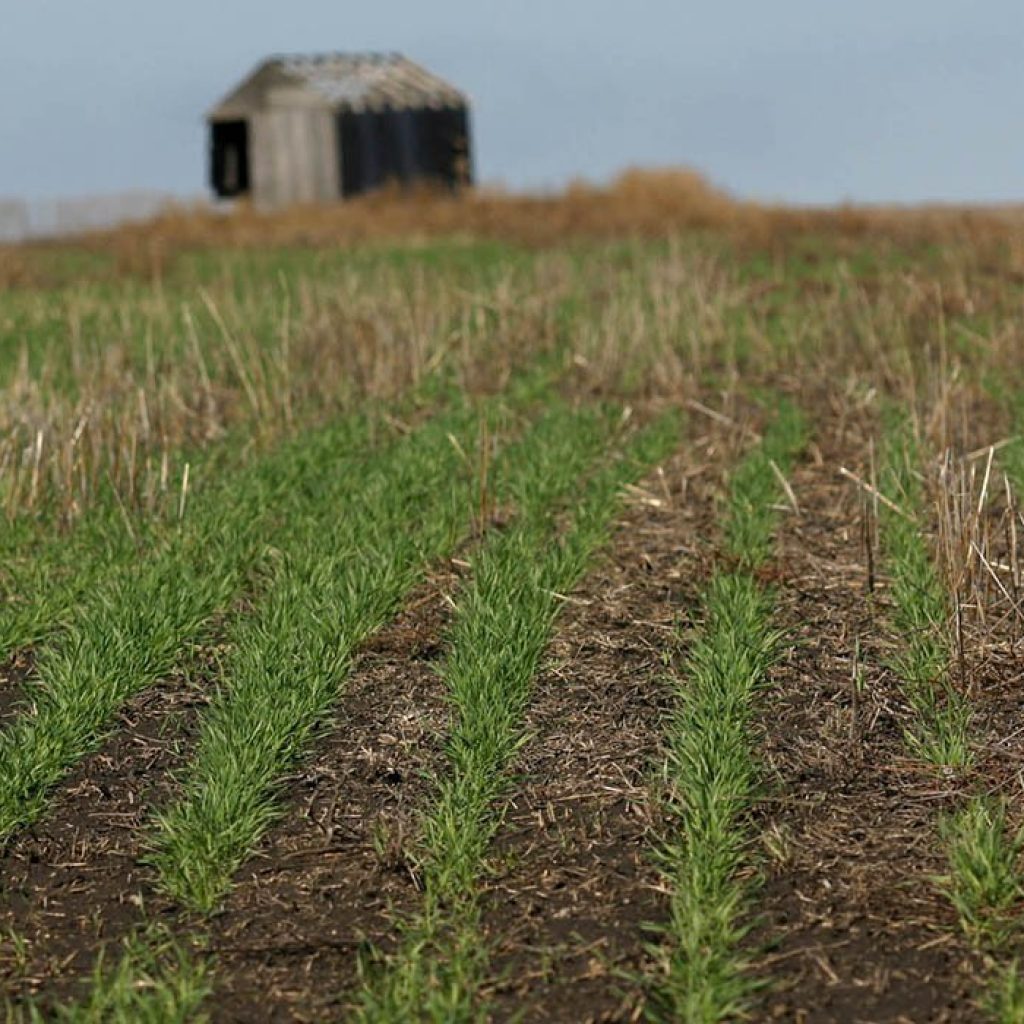 U.S. winter wheat forecast improving