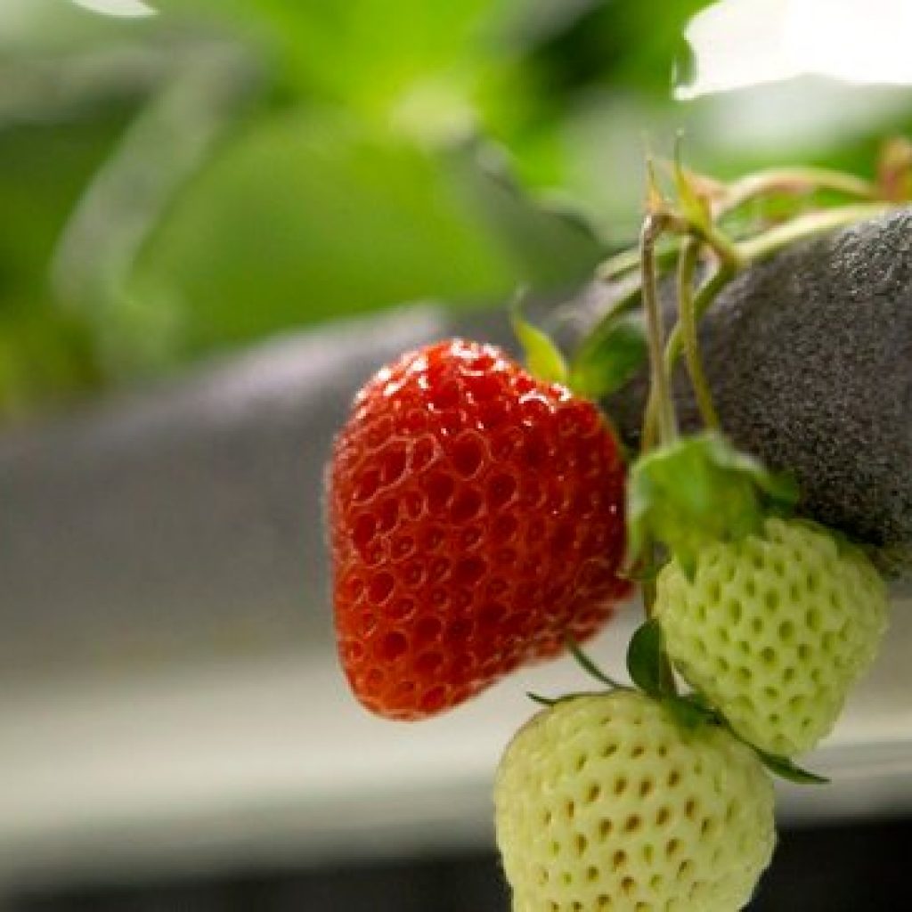 Vertical farming startup Oishii raises $50M to grow strawberries