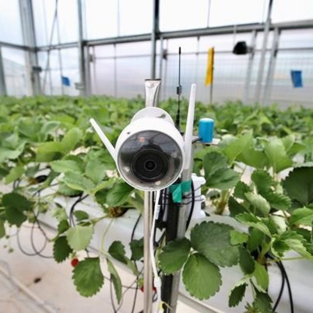 Artificial Intelligence Agriculture robotics tech for good