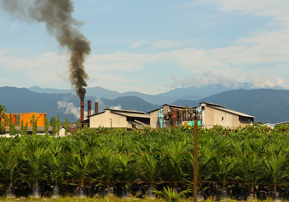 An analyst hopes higher Indonesian production and exports will help alleviate vegetable oil supplies that are too tight. 