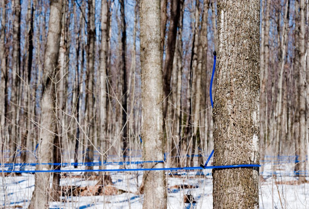 The early Ontario maple syrup run was strong, but length of the season is a concern. 