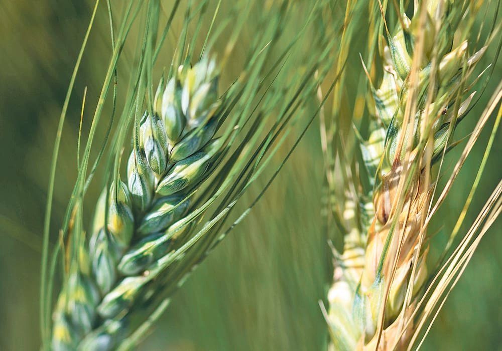 Last month, the Alberta Seed Processors released an interim report that quantifies the incidence of fusarium on seed samples submitted to Alberta seed testing labs. 