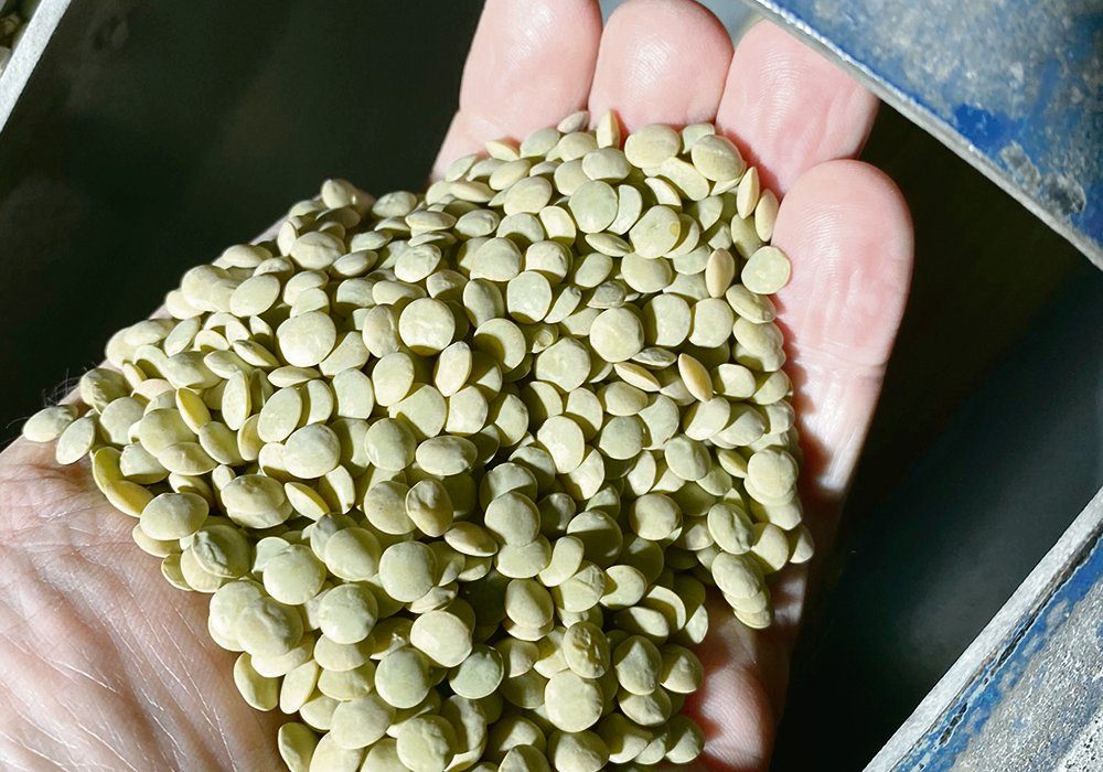 CDC Lima green lentils — large and plump, were cleaned at Moose Jaw’s McDougall Acres seed growers this past December.  