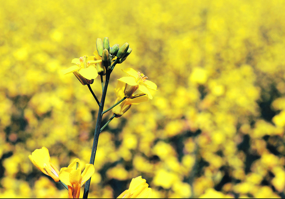 Seed treatments will typically provide about three to four weeks of protection from flea beetles, so it’s important that canola is planted into soil and moisture conditions that are conducive to quick emergence and rapid plant development. 