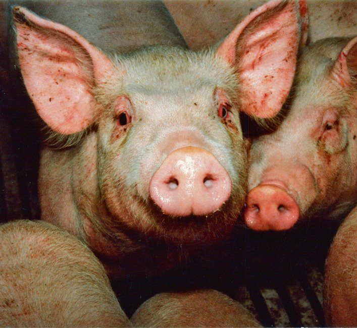 COVID tests lead to discovery of pig-based flu viruses