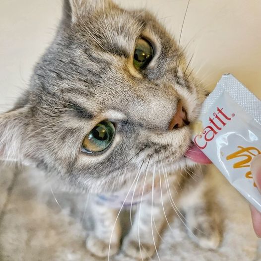 Canadian cat brand Catit introduces cat food made with 92% sustainable insect protein!