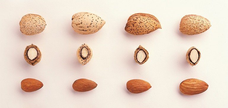 Getting to know California almond varieties