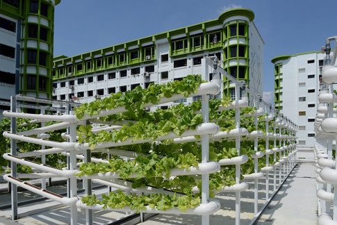 How Singapore's urban farms are improving food security