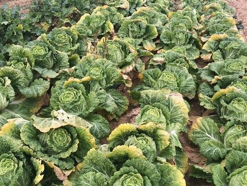 image of Chinese cabbages growing