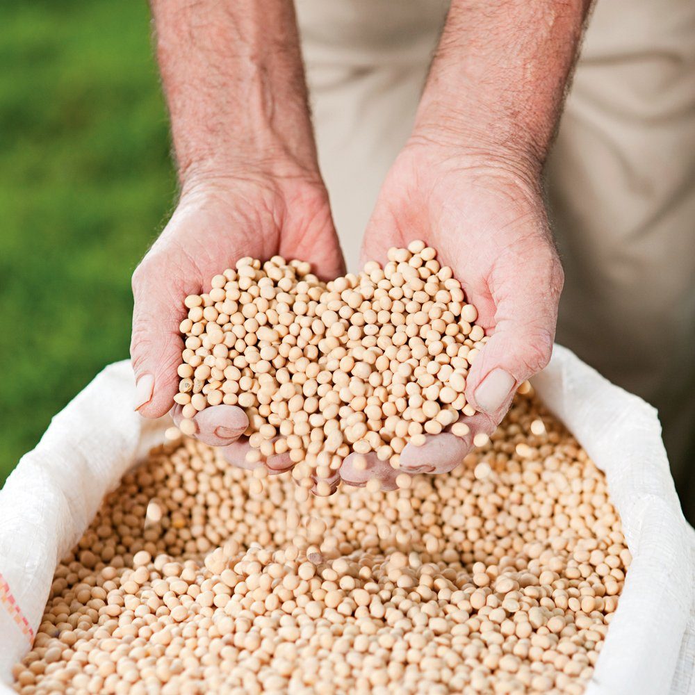 Soybeans have been the focus of many new products developed by students in the 25 years of Project SOY.