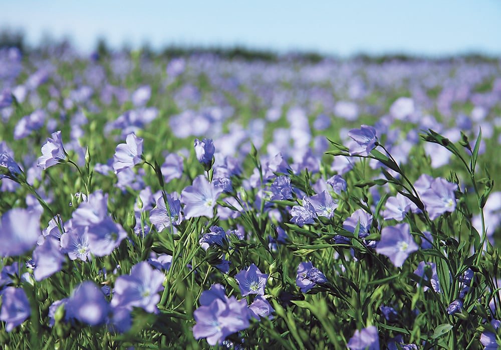 The U.S. Department of Agriculture is forecasting 400,000 acres of flax will be planted in that country this spring, a 31 percent increase over last year. 