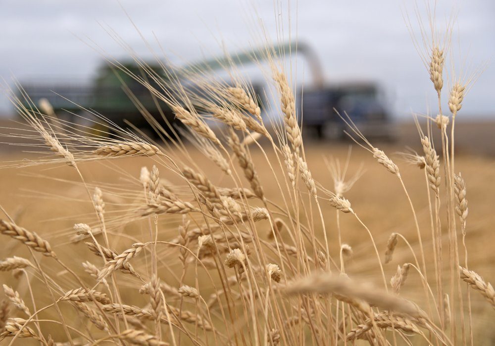 Morocco has been Canada’s second largest durum customer through the first seven months of 2020-21, purchasing 740,800 tonnes of the crop, according to the Canadian Grain Commission. 
