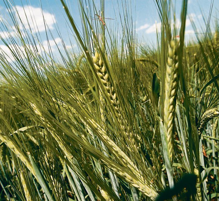Malt barley buyers count on reliable supply