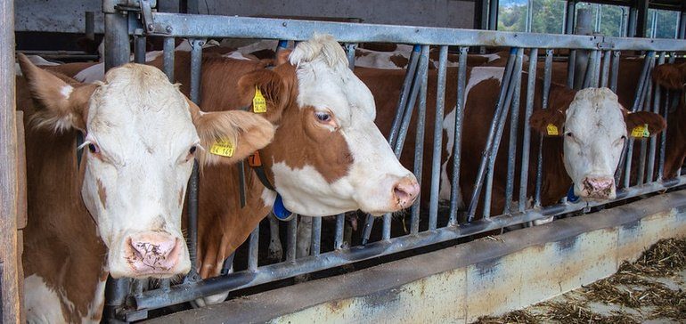 Many global food brands failing on animal welfare, report says