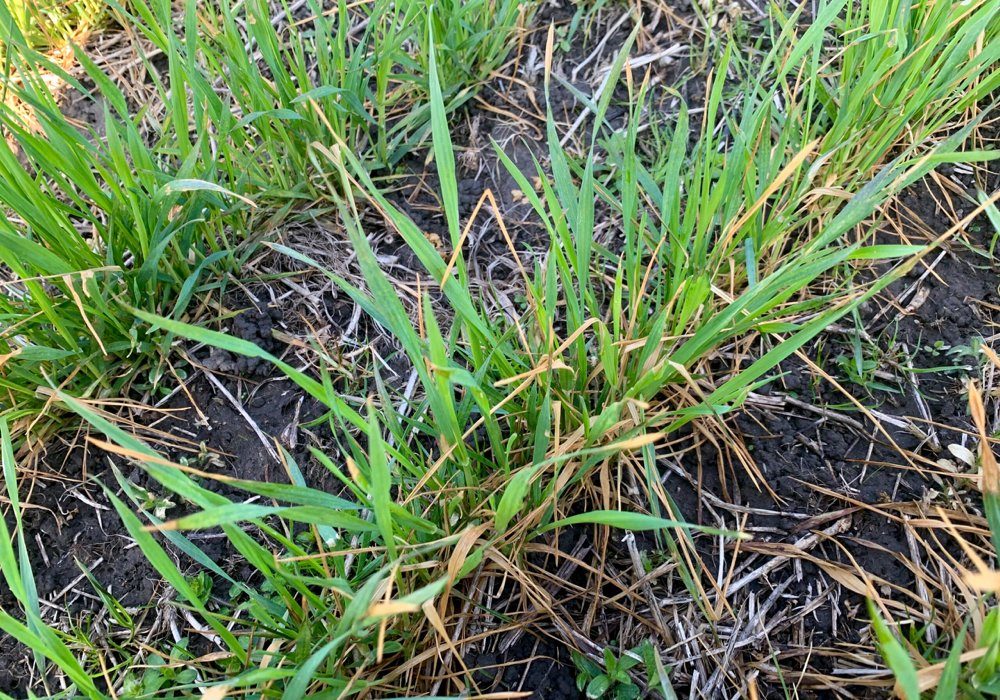 Leaf necrosis (browning) observed after a few days where the night-time temperatures reached 0°C or lower. This picture was taken in a herbicide trial where necrosis was more severe when an overlap rate of certain herbicides were applied. Historically, this injury has not resulted in yield reductions when occurring at growth stage 30 or less.