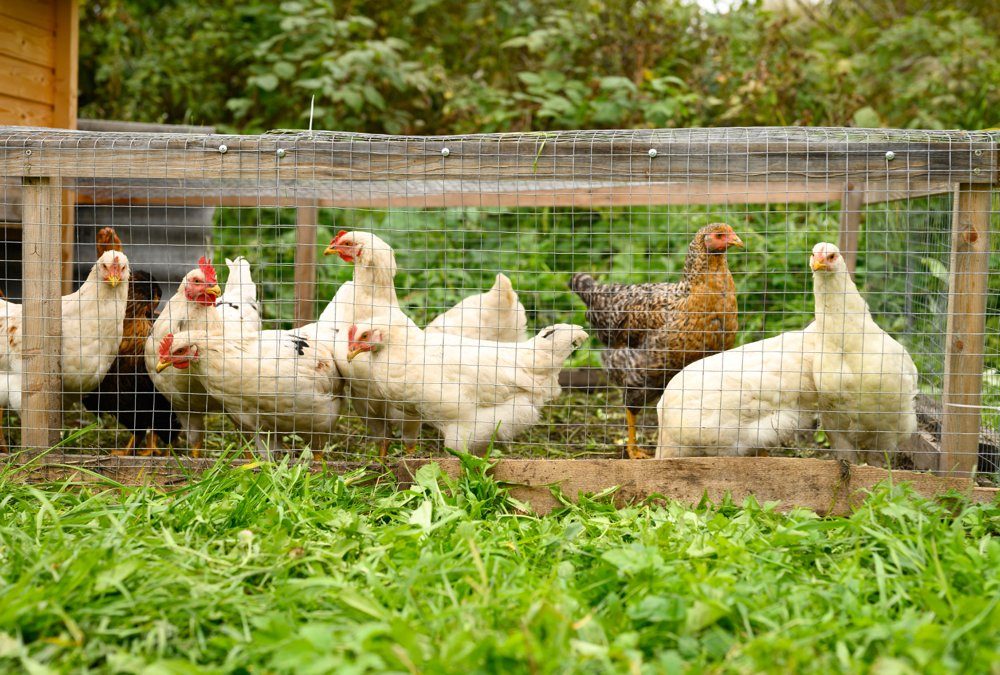 Pastured poultry producers found it hard to assess their labour because their operations are often highly diverse so chores involved multiple operations.