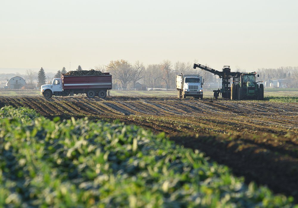 ASBG president Gary Tokariuk said April 1 that the two-year agreement will see 28,000 acres of sugar beets planted in southern Alberta this year and next. 