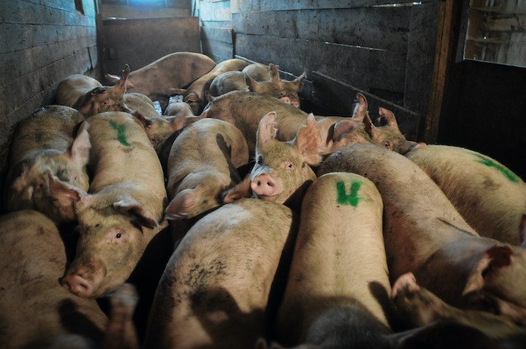 image of spray painted pigs crowded together in slaughterhouse entrance at a Southern Ontario slaughterhouse.