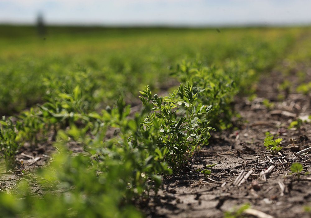 Farmers in the United States told the U.S. Department of Agriculture they intend to plant 893,000 acres of peas, an 11 percent drop from last year and 611,000 acres of lentils, a 16 percent increase. 