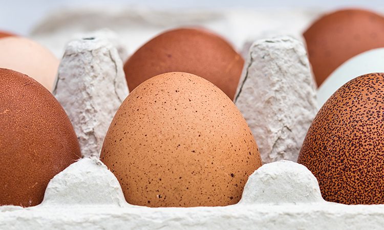 eggs can be grown at home say researchers