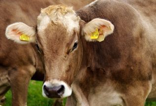 Big Queensland meat supplier launches legal action against Coles