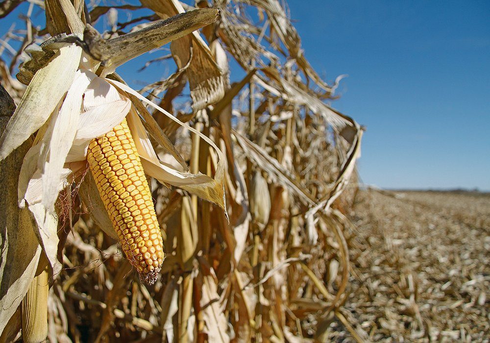 The U.S. Department of Agriculture is expecting a record national average of 179.5 bushels per acre this year. 