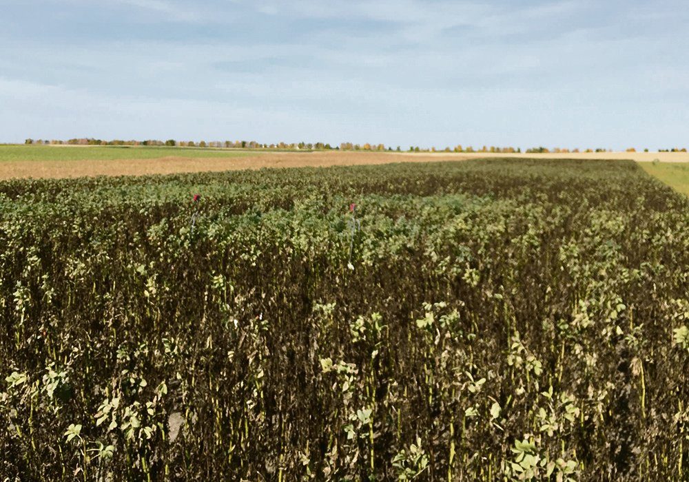 Pulse fields infested with pea aphids can see yields reduced to zero. 