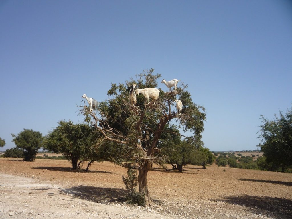 image of goats in the argan trees of the Chtouka Aït Baha region of Morocco.