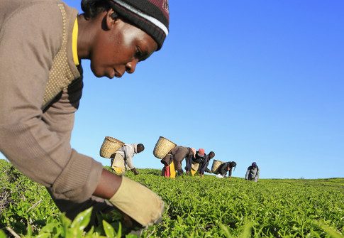 Climate change is threatening Kenya's black tea industry