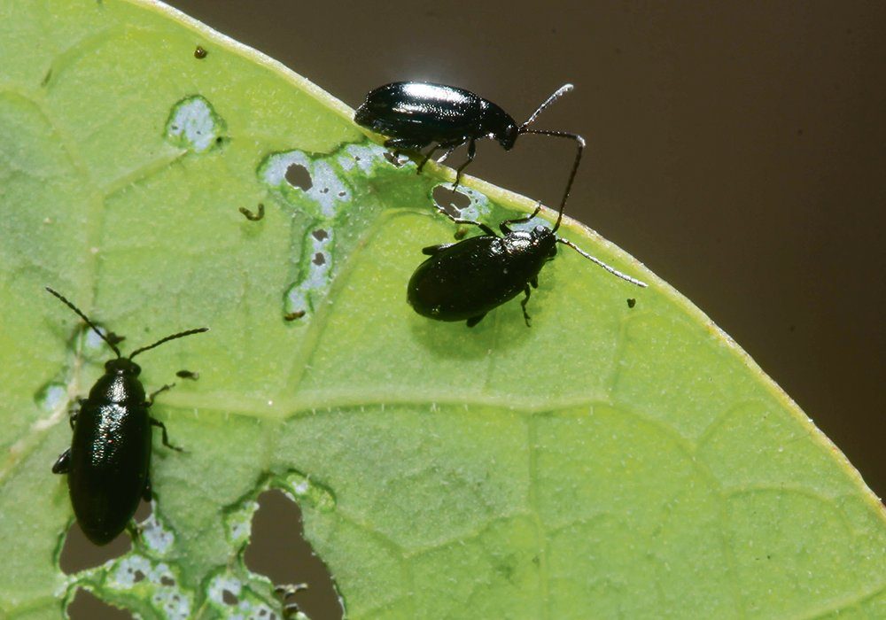 Flea beetle feeding is usually most intense in warm, dry conditions, and canola plants are particularly vulnerable when topsoil moisture is scarce and plant development is slow. 