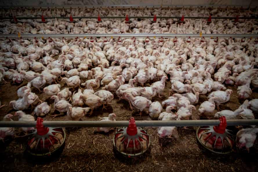 Thousands of chickens are seen in a chicken coop, in Kondrajec Panski, Poland