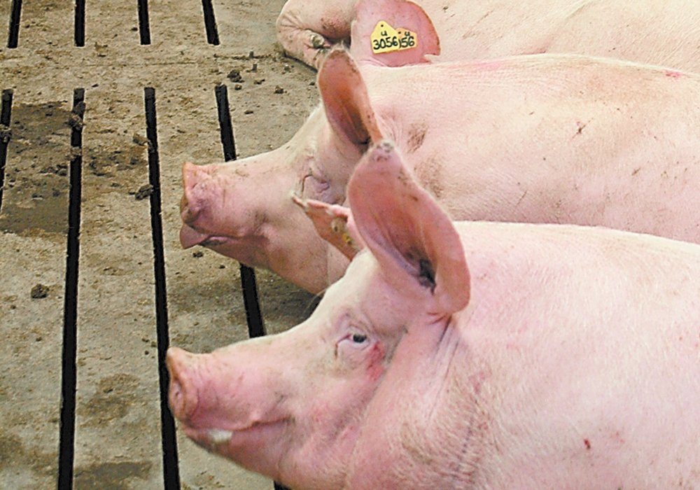 Chinese veterinary institutes identified new strains of the deadly hog disease in November and December of 2020. Those strains spread to a large portion of the herd before being detected. 