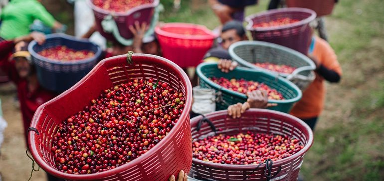 Organizations partner to create fair-pricing model for coffee growers