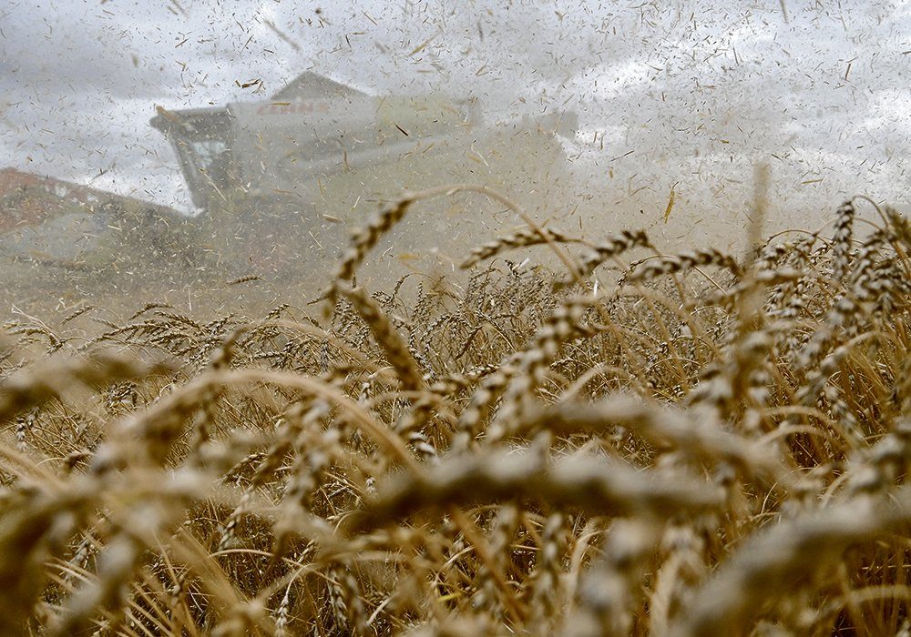 The U.S. Department of Agriculture’s World Agricultural Supply and Demand Estimates report thinks Russia will harvest 85 million tonnes of wheat, while the department’s Foreign Agricultural Service expects it to be 77.5 million tonnes. 