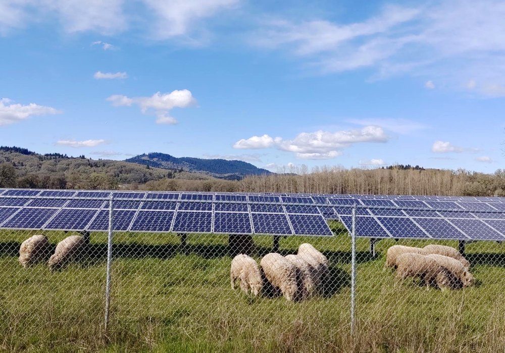 Sheep graze underneath solar panels at Oregon State University.