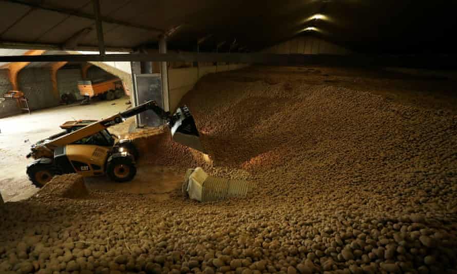 A farmer works among tons of potatoes, many of them unsold after restaurants and borders were closed because of coronavirus, near the city of Mouscron.