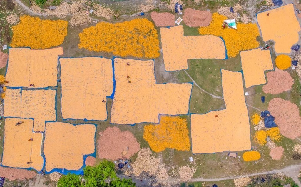 a sky view of maize fields in Lalmonirhat, northern Bangladesh