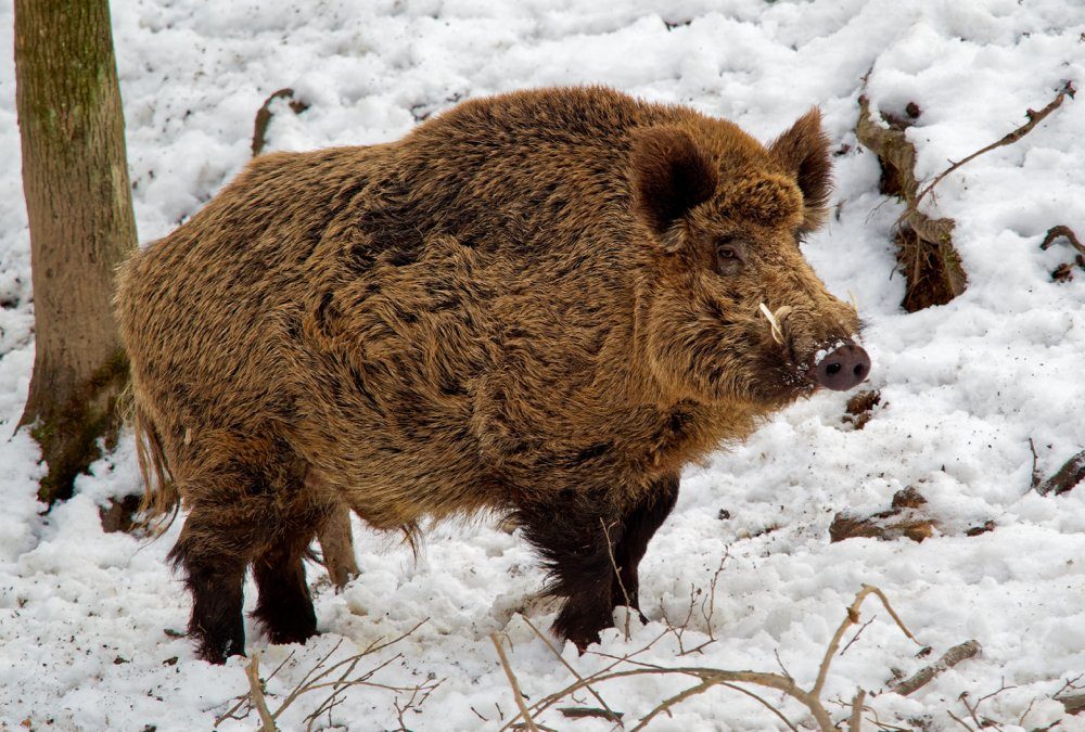 The ownership and trade of Eurasian Wild Boar will be phased out over two years in Ontario.