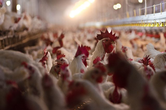 Poultry and egg producers can now apply for compensation funds