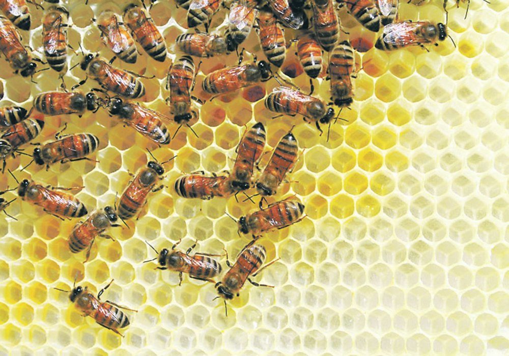 Low winter losses across the Prairies and an increase in prices promise a profitable year for the region’s beekeepers. 