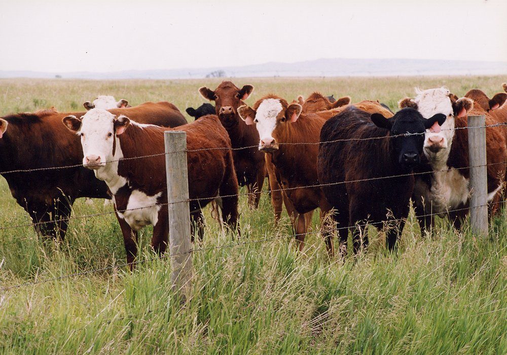 The last case of BSE discovered in Canada occurred in 2015, in a cow born in 2009. To obtain negligible risk status there could be no cases in animals born within the previous 11 years. 
