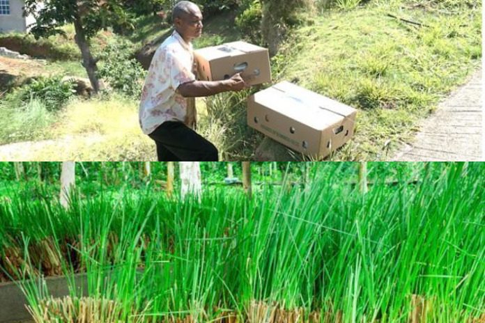 Dominica makes first export of Vetiver grass to Antigua and Barbuda under IICA-CBF EbA project